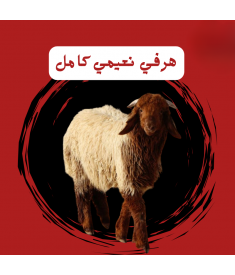 خروف هرفي نعيمي كامل